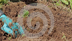 A gardener hands in gloves removes weeds from a ground and spud soil with a tool close up