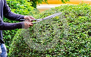 Gardener working in cozy home garden on summer