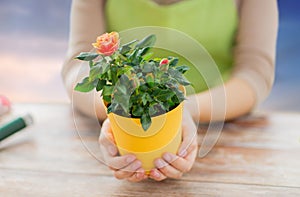 Gardener hands holding flower pot with rose