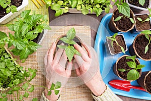 Gardener Hands with little plant. Growing, seeding, planting, transplant seedling, homeplant, vegetables at home, top view