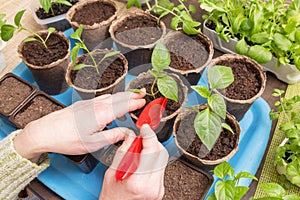 Gardener Hands with little plantin pots. Growing, seeding, planting, transplant seedling, homeplant, vegetables at home