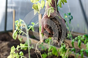 Gardener hands planting a tomatoes seedling in soil