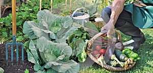 Gardener hanging a basket full of vegetables in a garden