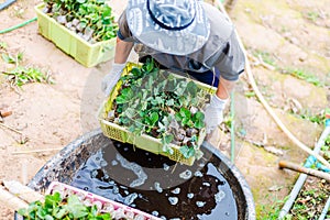 The gardener harvest a strawberry at farm. famer hold strawberry plant  in big plastic pot over fertilizer at harvest