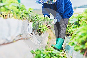 The gardener harvest a strawberry at farm.Famer wear boots