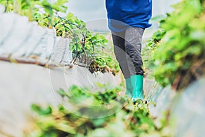 The gardener harvest a strawberry at farm.Famer wear boots