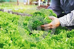 Gardener harvest vegetables from the home garden