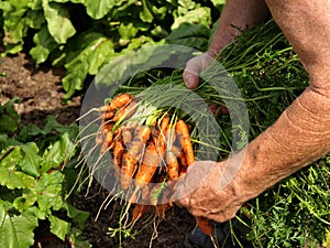 Gardener harvesting carrots