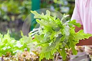 Gardener harvesting fresh green lettuce salad organic at vegetable garden