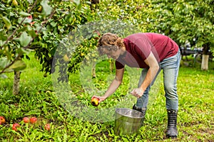 Gardener harvesting fresh organic fruit in the garden