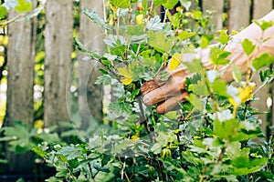 Gardener harvesting gooseberry cropped shot