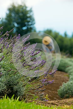 Gardener Harvesting Lavender