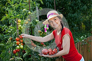 Gardener harvesting tomatoes