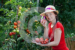 Gardener harvesting tomatoes