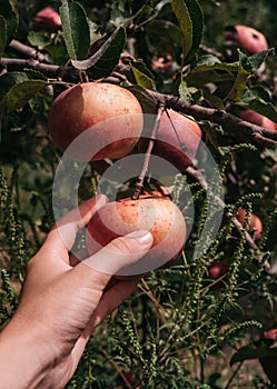 The gardener harvests apples at the end of summer. A person collects red apples from a tree with one hand. Farming and gardening