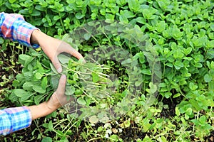 Gardener havest mint plants at garden