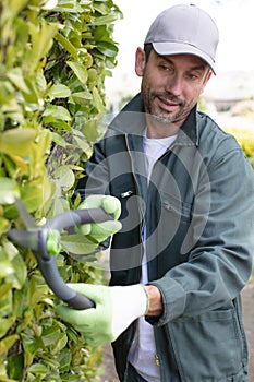 gardener with hedge trimmer shaping green wall