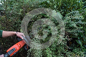 Gardener with hedge trimmers - detail photo