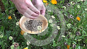 Gardener herbalist in autumn pick calendula marigold seeds