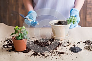 Gardener hold shovel work indoor gardening hobby photo