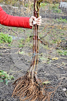 A gardener is holding apple trees with bare-root system to plant them in the orchard in autumn. Planting bare-root fruit trees