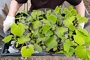 Gardener holding a box with green cucumber seedlings