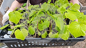 Gardener holding a box with green cucumber seedlings