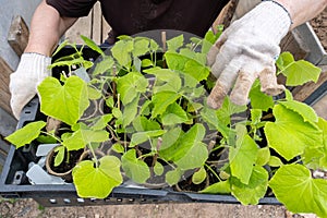 Gardener holding a box with green cucumber seedlings
