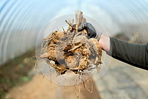 Gardener holding a bunch of dahlia bulbs or tubers