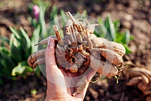 Gardener holding dahlia tubers ready for planting in spring flower garden. Close up of sprouts