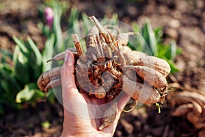 Gardener holding dahlia tubers ready for planting in spring flower garden. Close up of sprouts photo