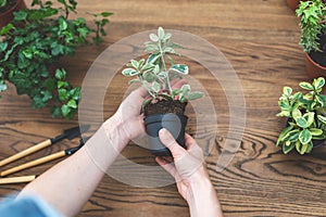 Gardener holding in hands small plant over wooden table on background