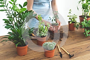 Gardener holding in hands small plant with roots system in soil, standing near wooden table with cactus