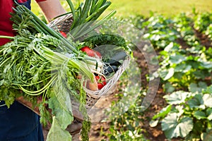 Gardener holding mixed vegetable in wicker basket.