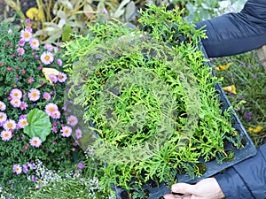 Gardener holding thuja saplings for green fencing, hedge