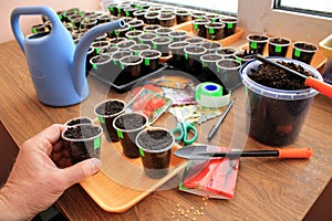 Gardener holds container with soil in his hand for sowing vegetables seeds with use garden tools.