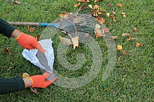 The gardener holds a granular fertilizer in his hands next to a fan rake and autumn leaves against a lawn background