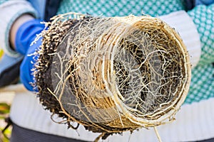 Gardener holds in hands home plant prepared for transplanting into a new pot. Repotting of plant showing roots in soil shaped like