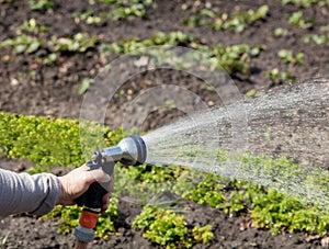 The gardener holds an irrigation hose and spray water in the garden.