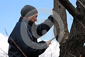 Gardener holds rejuvenating pruning of old fruit tree.