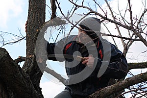Gardener holds rejuvenating pruning of old fruit tree.