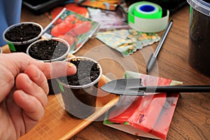 Gardener holds seed of pepper in his hand for sowing in containers with use garden tools. Closeup.