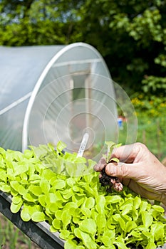 A gardener holing a lettuce plant