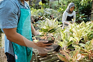 Gardener inspect of his plants