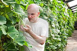 Gardener inspecting zucchinis plants