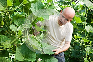 Gardener inspecting zucchinis plants