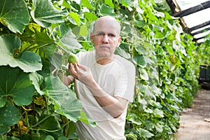 Gardener inspecting zucchinis plants