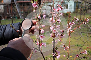 Gardener inspections flowers of peach tree using a magnifier
