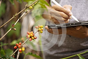 Gardener inspector quality control Arabica coffee by using tablet