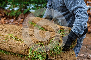 Gardener installing natural grass turf professional installer beautiful lawn field